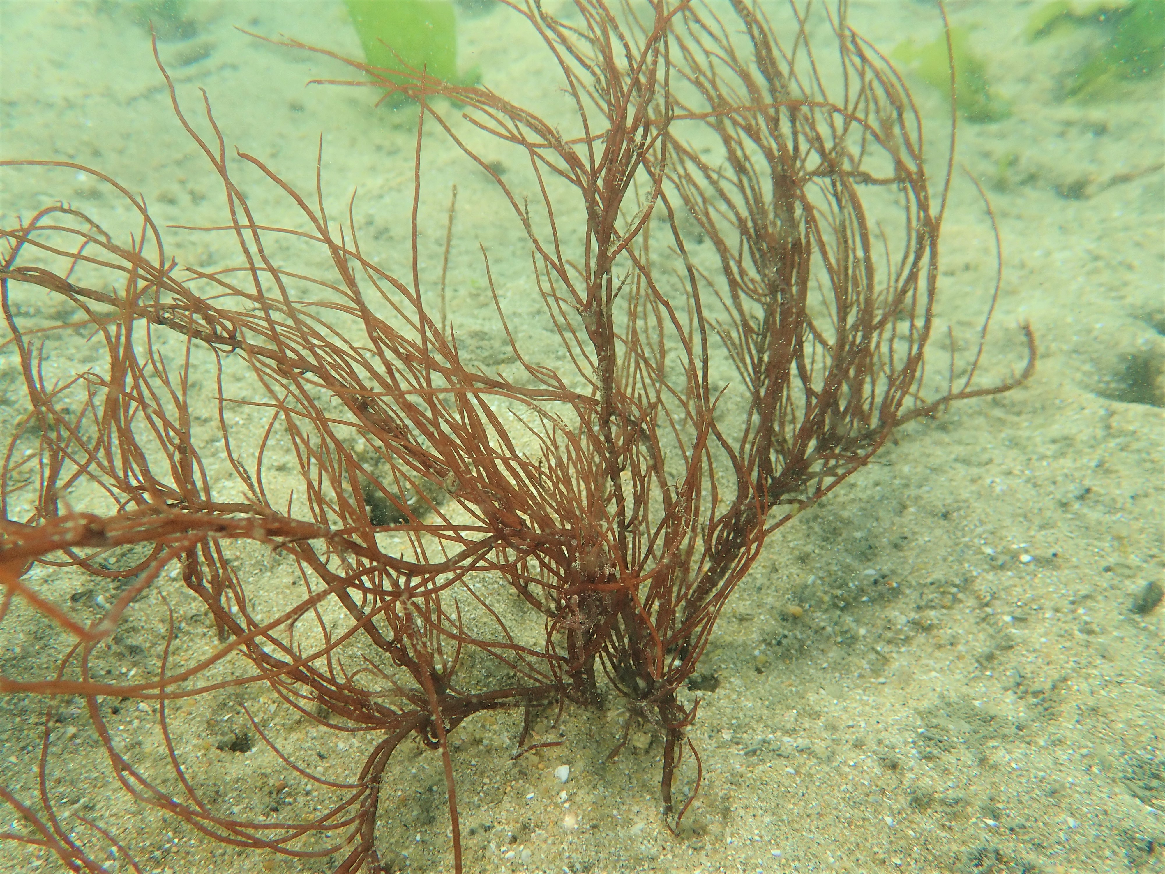 オゴノリの仲間 地行浜いきものプロジェクト
